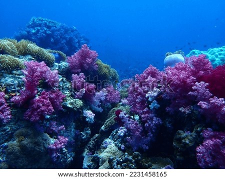 Reef view with purple corals
