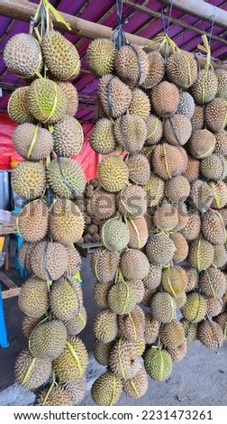 The durian is the edible fruit of several tree species belonging to the genus Durio. There are 30 recognised Durio species, at least nine of which produce edible fruit. Durio zibethinus,  Royalty-Free Stock Photo #2231473261