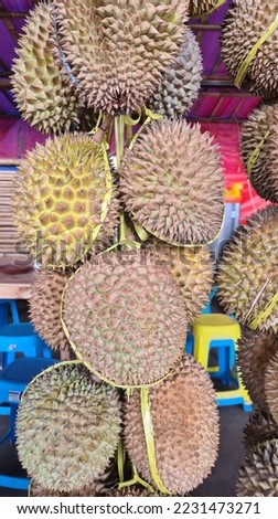The durian is the edible fruit of several tree species belonging to the genus Durio. There are 30 recognised Durio species, at least nine of which produce edible fruit. Durio zibethinus,  Royalty-Free Stock Photo #2231473271