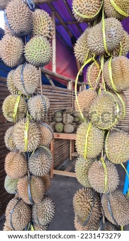 The durian is the edible fruit of several tree species belonging to the genus Durio. There are 30 recognised Durio species, at least nine of which produce edible fruit. Durio zibethinus,  Royalty-Free Stock Photo #2231473279