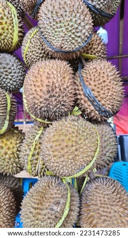 The durian is the edible fruit of several tree species belonging to the genus Durio. There are 30 recognised Durio species, at least nine of which produce edible fruit. Durio zibethinus,  Royalty-Free Stock Photo #2231473285