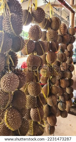 The durian is the edible fruit of several tree species belonging to the genus Durio. There are 30 recognised Durio species, at least nine of which produce edible fruit. Durio zibethinus,  Royalty-Free Stock Photo #2231473287