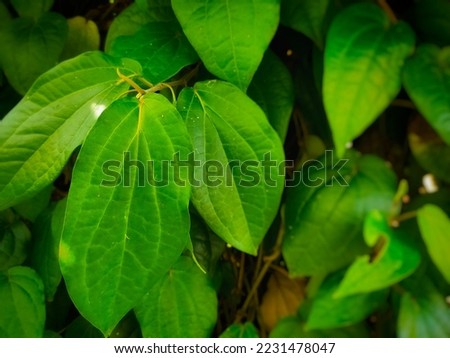Close up photo of betel leaf which is green with a defocused background 