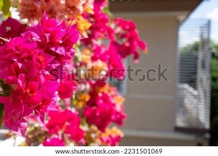 Blooming bougainvillea or paper flower at the balcony's fence.