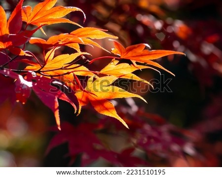 Maple leaves with red leaves