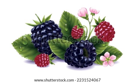 Blackberry realistic composition with ripe and underripe berries flowers and leaves vector illustration Royalty-Free Stock Photo #2231524067