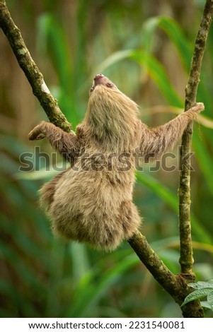 Hoffmann's two-toed sloth (Choloepus hoffmanni), also known as the northern two-toed sloth is a species of sloth from Central and South America. 