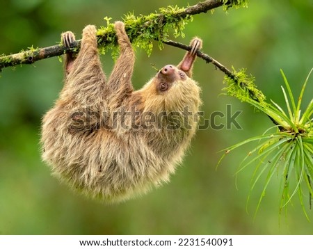 Hoffmann's two-toed sloth (Choloepus hoffmanni), also known as the northern two-toed sloth is a species of sloth from Central and South America.  Royalty-Free Stock Photo #2231540091