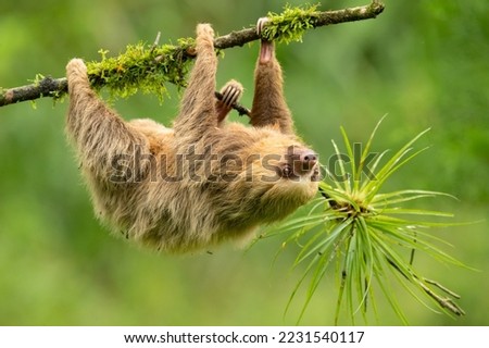 Hoffmann's two-toed sloth (Choloepus hoffmanni), also known as the northern two-toed sloth is a species of sloth from Central and South America.  Royalty-Free Stock Photo #2231540117