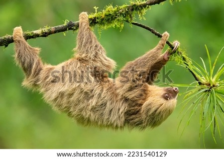 Hoffmann's two-toed sloth (Choloepus hoffmanni), also known as the northern two-toed sloth is a species of sloth from Central and South America.  Royalty-Free Stock Photo #2231540129
