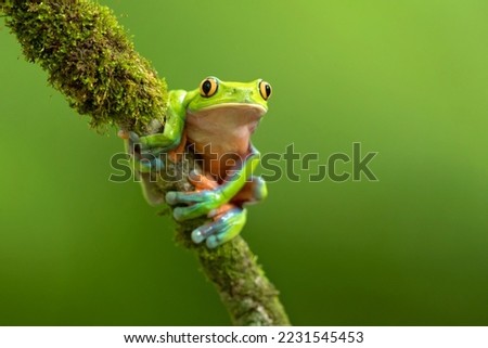 Blue-sided leaf frog (Agalychnis annae), also known as the orange-eyed leaf frog, is an endangered species of tree frog in the subfamily Phyllomedusinae Royalty-Free Stock Photo #2231545453