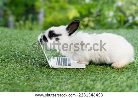 Tiny cuddly rabbit bunny with small laptop sitting on the green grass. Lovely white black baby rabbit looking at something with notebook on lawn natural background. Easter fluffy bunny concept