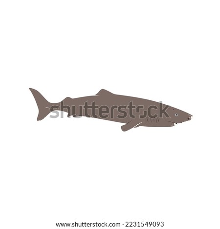 The Greenland shark, Somniosus microcephalus, is also known as the gurry shark, grey shark, or eqalussuaq. This big shark species can be found in the North Atlantic and Russian high Arctic Royalty-Free Stock Photo #2231549093