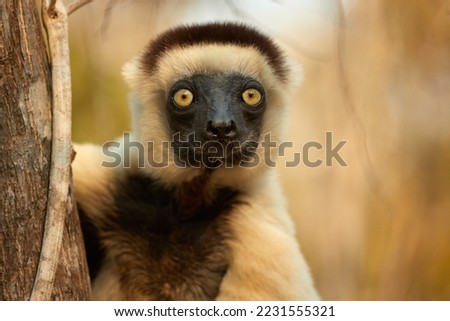 Close-up portrait of the wild Verreaux's sifaka, Propithecus verreauxi. A medium-sized cream-coloured lemur with a brown head in a sunset-lit dry forest in Kirindy Park, Madagascar. Eye contact.   Royalty-Free Stock Photo #2231555321
