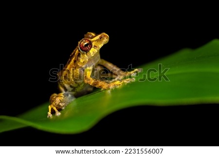 Pristimantis cruentus is a species of frog in the family Strabomantidae, sometimes known as the Chiriqui robber frog. It is found in Costa Rica, Panama, and north-western Colombia Royalty-Free Stock Photo #2231556007