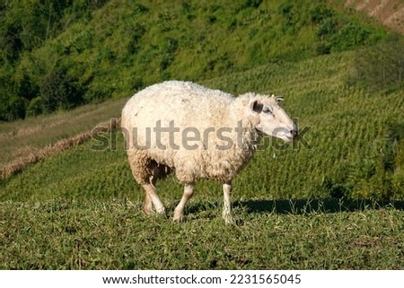 thick white sheep Stay in the green hills nature. It is a four-legged animal that chews the cud and feeds on mammals. Wool can be shaved and used to make clothes. eat mainly plants
