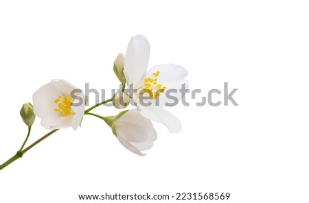 jasmine flower isolated on white background Royalty-Free Stock Photo #2231568569