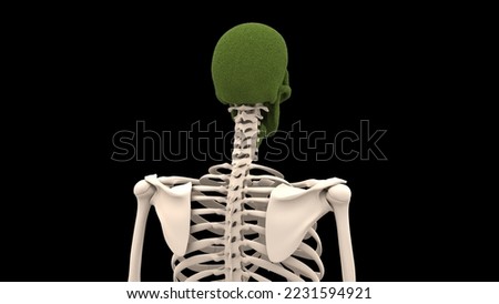 human skull green grass anatomy 3d illustration