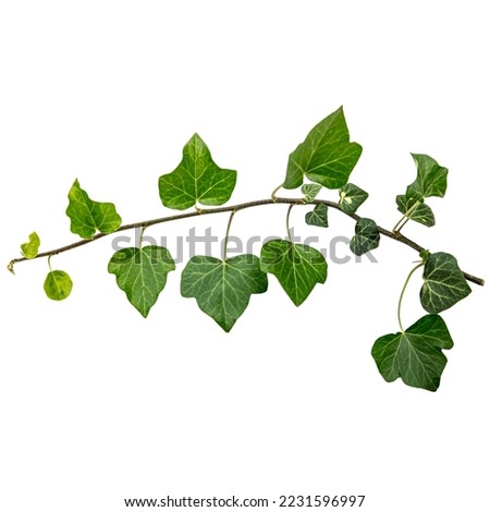 a single fresh ivy liana with leaf, cutout