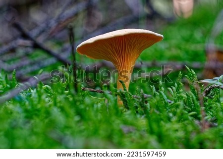 Autumn in the woods, the mushrooms