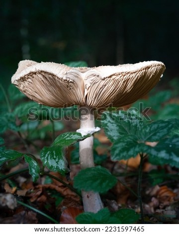 Autumn in the woods, the mushrooms