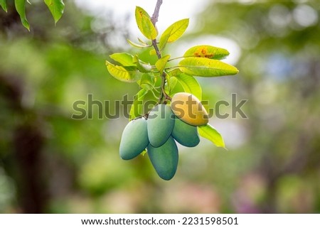 Tropical mango fruit numerous on the tree in harvest season, known as "manga espada" (Mangifera Indica). Selective focus and closeup
