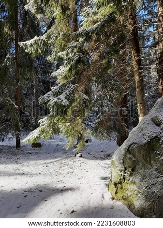 Old pine forest covered with white pure snow on a frosty morning 