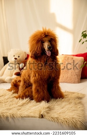 Royal poodle with red hair sits on the bed among the pillows