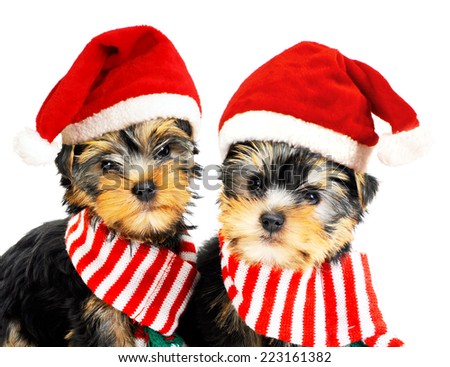 Two puppies in red Santa hats