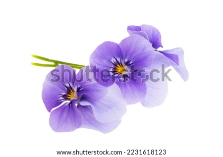 violet flower isolated on white background