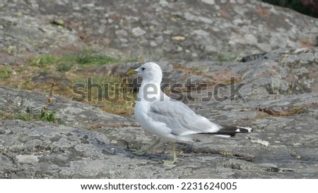 Birdwatching in Suomenlinna (Helsinki - Finland) : Common gull Larus canus on a rock in shore of water on sea coast on Summer time