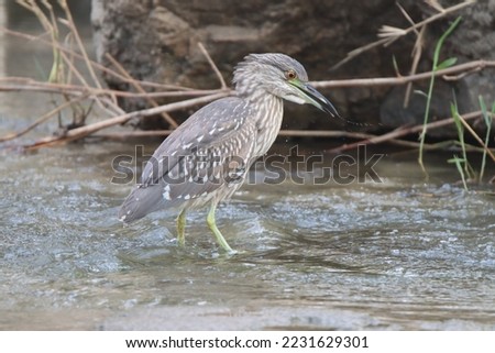 Beautiful birds eat fish in the river