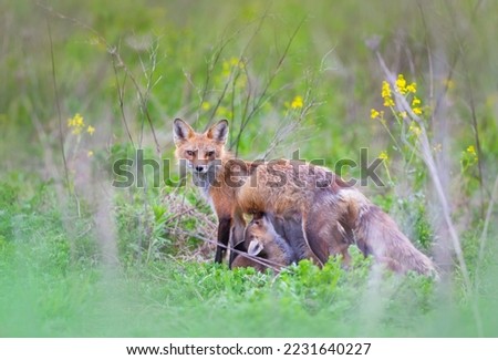 Red fox feeding her kits in a meadow in springtime in Canada 