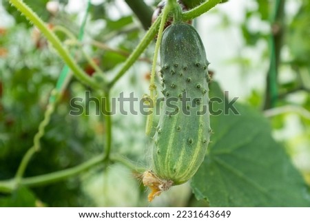 Green cucumber grow in greenhouse, close-up. Background from cucumber plant for branding, calendar, postcard, screensaver, wallpaper, poster, banner, cover, website. High quality photo