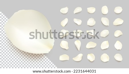 Set of vector realistic rose petals of different shapes with shadow. Isolated white, cream volumetric petal on transparent gray background. Template for greeting romantic cards. Close-up