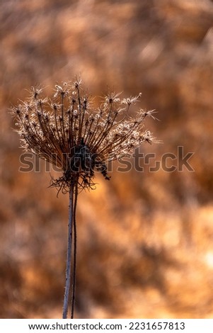 Seasonal dry flowers and grass close up on a blurred background. Selective focus.