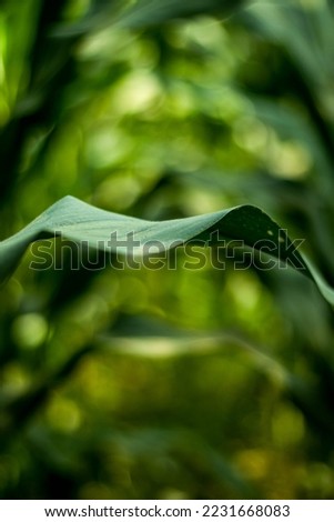 Corn or Maize Green leaf in close up photography. Green leaves and stalks harvested corn as fodder for animals
