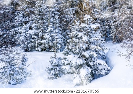 Fir tree branches under a huge layer of snowflakes close up. Frozen tree branch in winter forest, natural background. Christmas and new year holiday concept. Selected focus. High quality photo