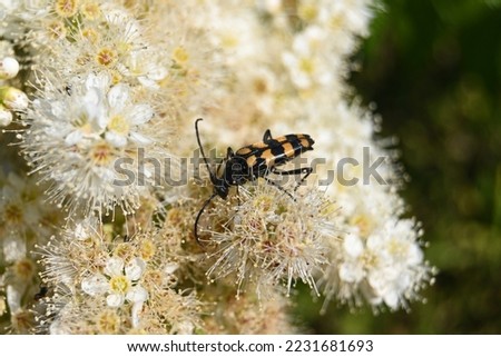 black orange-striped beetle on yellowing flowers