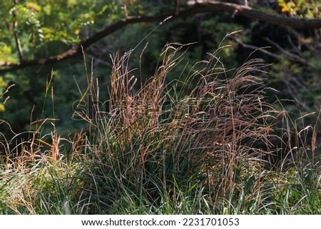 Dried grass in a field under the sunlight in autumn on a blurry background. A picture of dry grass in a field flooded with sunlight, on a blurry background. Grass on a blurry background.