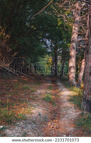 Beautiful bright forest in the sunlight. Landscape of the autumn forest. The sun shines through the branches with autumn foliage. Autumn forest scene. Vertical image.