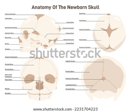 Anatomy of a newborn skull. Fetal skull front back and top view showing the sutures, fontanelles, and transverse diameters. Flat vector illustration
