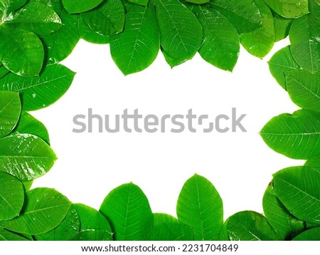 Green tropical leaves are placed on a white background with part of the leaf layout and copy space in the center.