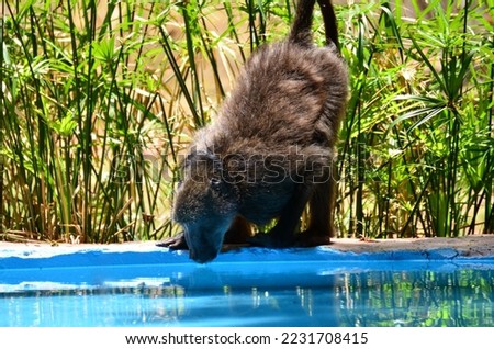 Baboon drinking Water monkey Ape Namibia Africa