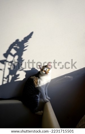The cat is sitting in front of the window. A game of shadows. Shadows on the wall