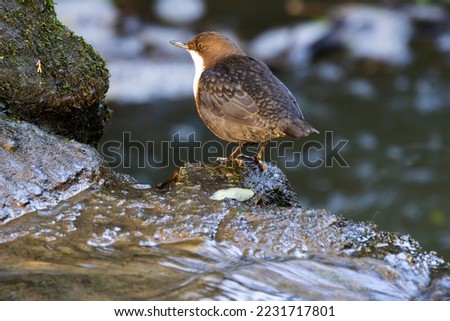 The Dipper is a bird of fast flowing and clean freshwater streams and torrents. They walk along underwater in stream beds in search of their invertebrate prey.  Royalty-Free Stock Photo #2231717801