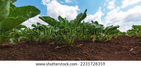 Sugar beet root crop in the ground, low angle view Royalty-Free Stock Photo #2231728359