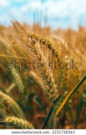 Ripe ear of wheat crop in cultivated agricultural field ready for harvest, selective focus