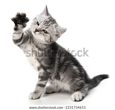 Playful kitten cat isolated on white. Cute baby tabby kitten playing and swinging its paws. Kitty is standing on its hind legs having fun playing Royalty-Free Stock Photo #2231734615