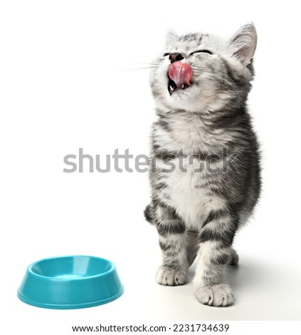 Cute kitten sitting, looking up and licking its lips waiting for yummy isolated on white background. Kitten grey striped posing in studio for print and promotional. Portrait little kitty Royalty-Free Stock Photo #2231734639